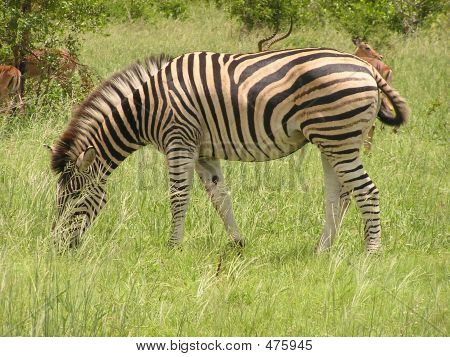 Afrika Zebra