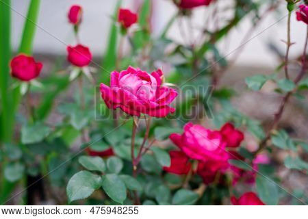 Blooming Roses Double Flower In Cherry-red Color And Dark Green Foliage Shrub At Front Yard Garden I
