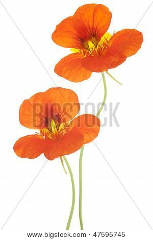 Nasturtium