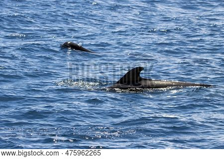 Female Short-finned Pilot Whale, Globicephala Macrorhynchus, With A Calf