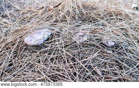 Young Edible Mushrooms - Blewit - Lepista Nuda Make Their Way Through A Layer Of Grass And Needles I