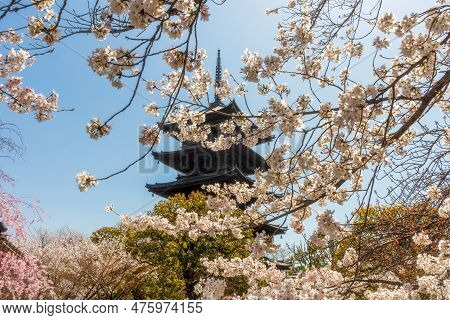 Kyoto Japan - March 28, 2023: To-ji Gojunoto (five Storey Pagoda) And Sakura In Bloom In To-ji  Temp