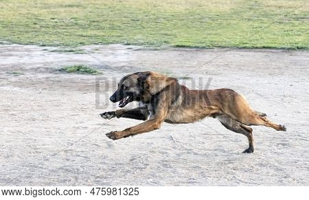 Young Belgian Shepherd Training In The Nature For Security