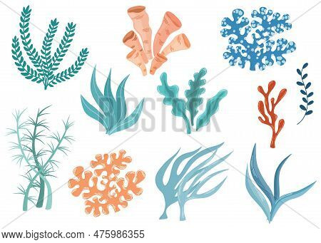 Seaweeds. Aquarium, Ocean And Undersea Algae. Wracks, Laminaria, Kelp Marine Tropical Water Life. Ca