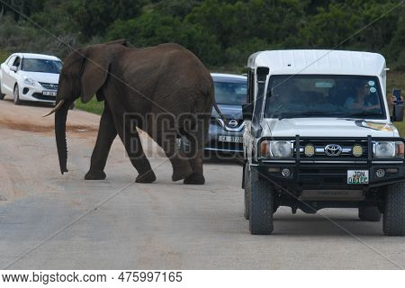 Elephants At The Addo Elephant National Park In South Africa