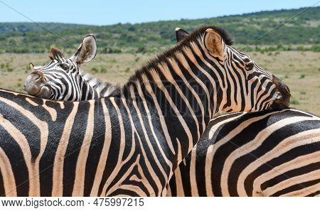 Zebras At The Addo Elephant National Park In South Africa
