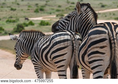 Zebras At The Addo Elephant National Park In South Africa