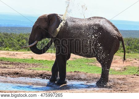 Elephant At The Addo Elephant National Park In South Africa