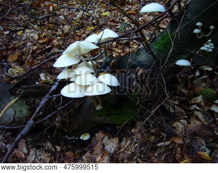 Mushroon In The Forest S And S