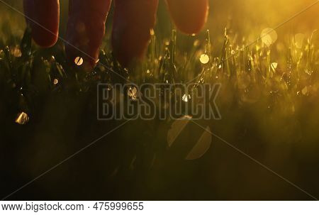 Close Up Of Man Fingers Touching Fresh Wet Green Grass After Spring Rain Or Watering, Sunlight. Farm