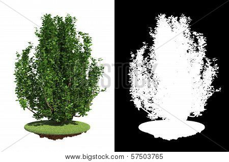 Green Shrub Isolated on White Background.