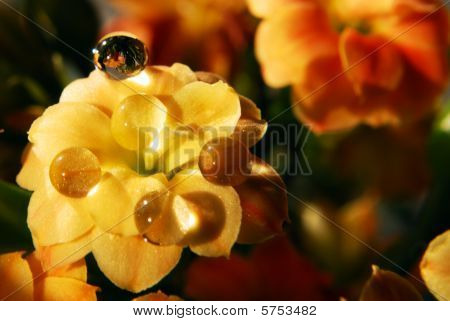 Succus Kalanchoe