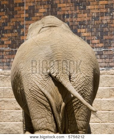 Elefant svans