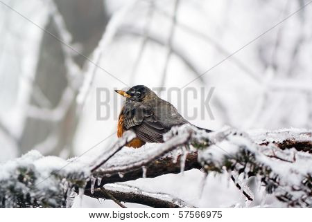 Robin In Ice Storm - Side