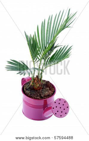 Little Palm Chrysalidocarpus Areca