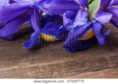 Blueflag or iris flower on grungy wooden background
