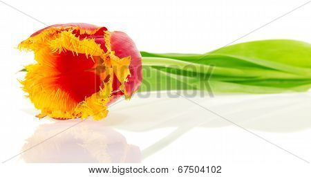 Bright tulip close up