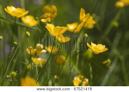 buttercups