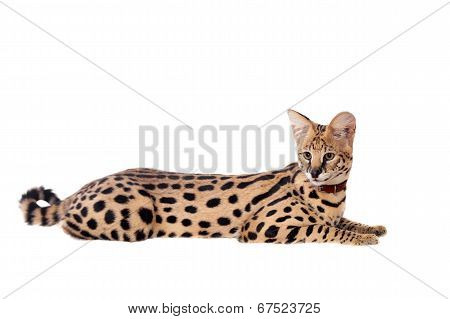 Beautiful serval, Leptailurus serval