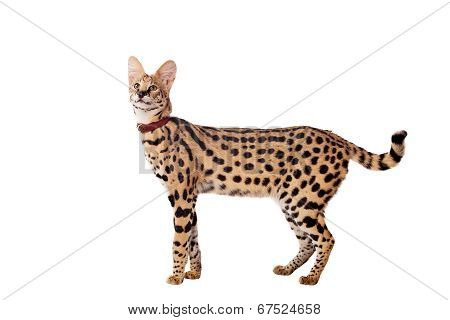 Beautiful serval, Leptailurus serval