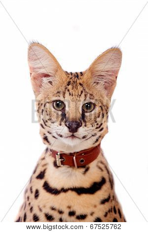 Beautiful serval, Leptailurus serval