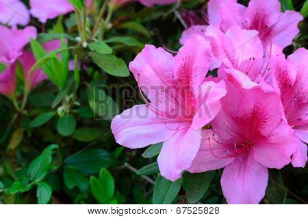 Azalea