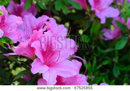 Azalea