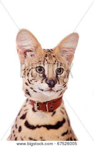 Beautiful serval, Leptailurus serval