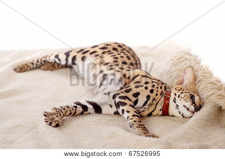 Beautiful serval, Leptailurus serval