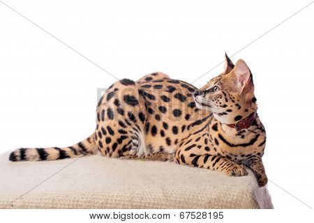 Beautiful serval, Leptailurus serval