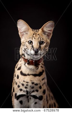 Beautiful serval, Leptailurus serval