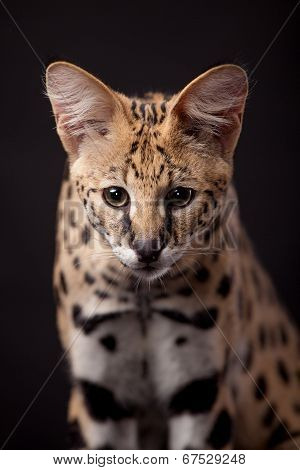 Beautiful serval, Leptailurus serval