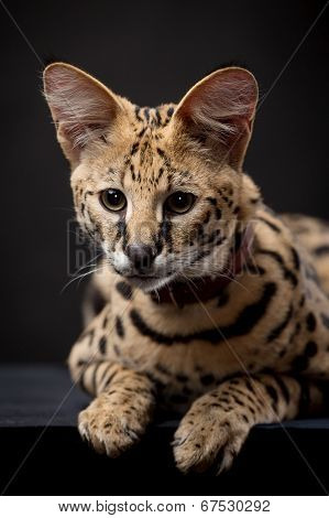 Beautiful serval, Leptailurus serval