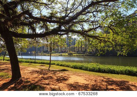 Tropical Tree Lake Ibirapuera Park, Sao Paulo, Brazil