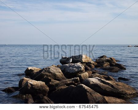 Seagull Rocks On Top Rocks Jettying Into The Ocean