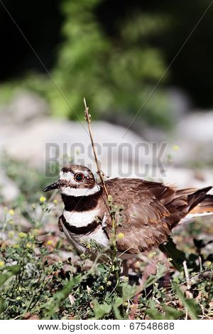 Killdeer