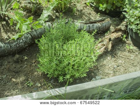 Thyme