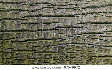 Close-up Of Aged Washingtonia Filifera Bark - Background, Texture