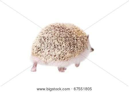 Domesticated hedgehog or African pygmy