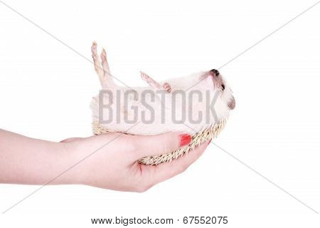 Domesticated hedgehog or African pygmy in hand