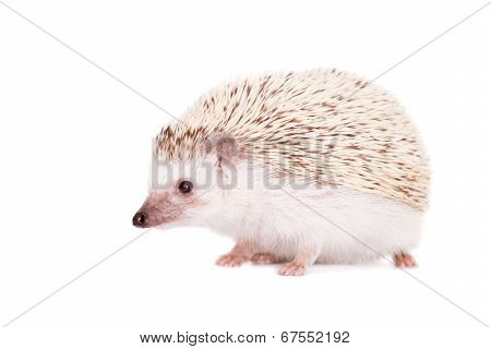 Domesticated hedgehog or African pygmy