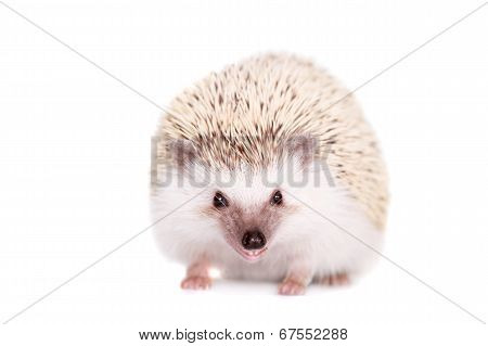 Domesticated hedgehog or African pygmy