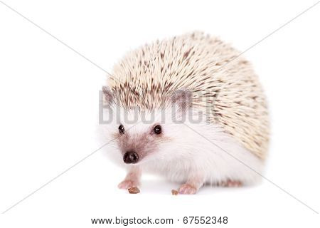 Domesticated hedgehog or African pygmy