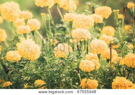 Marigolds Or Tagetes Erecta Flower Vintage