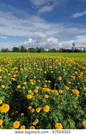Marigolds Or Tagetes Erecta Flower