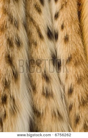 Lynx Fur Texture