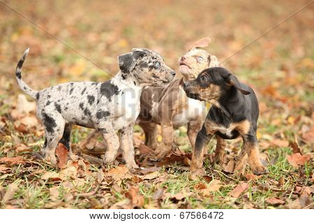 Adorable Louisiana Catahoula Puppies Playing