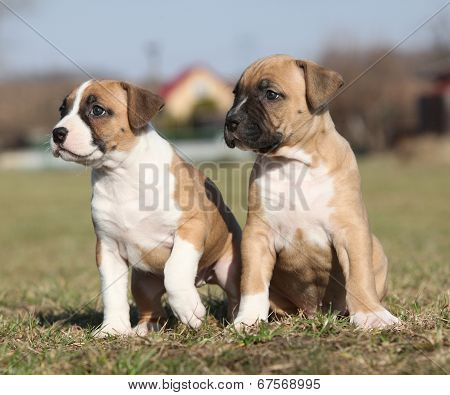 Two Nice Little Puppies Of American Staffordshire Terrier Together