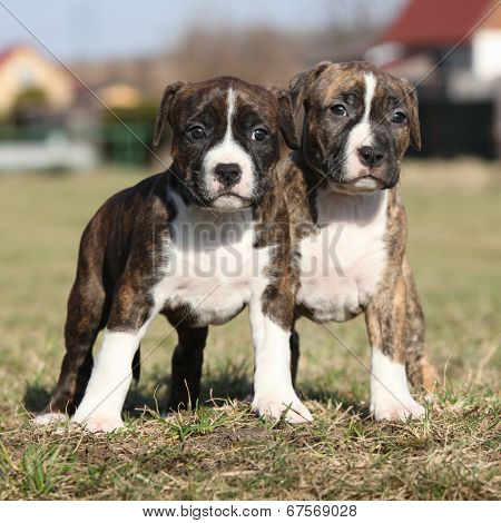 Two Nice Little Puppies Of American Staffordshire Terrier Together
