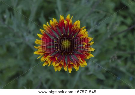 Gaillardia (Blanket flower, Indian Blanket)